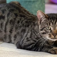 SONIC, chat à adopter