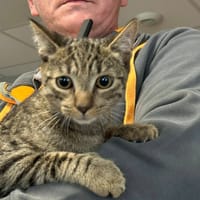 MARCEL, chat à adopter