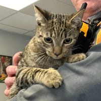 MARCEL, chat à adopter