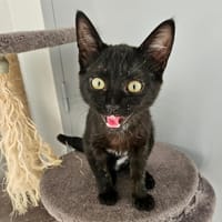 Cerise, chatte à adopter
