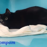 Pompom, chat à adopter