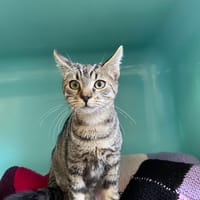 IRVIN, chat à adopter