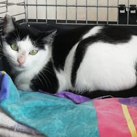 CHINA, chatte à adopter