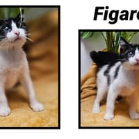 FIGARO(Réservé), chat à adopter