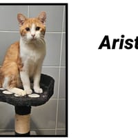 ARISTO, chat à adopter