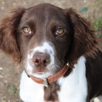 Wonka, chien à adopter
