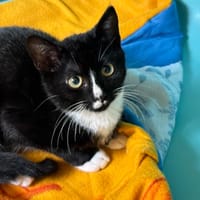 RON, chat à adopter