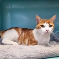 TITOU, chat à adopter