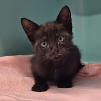 basile, chat à adopter
