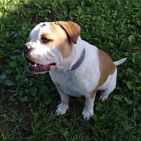 VAYA, chienne à adopter