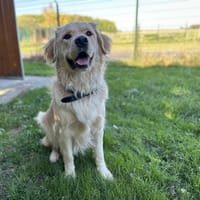 TAO, chien à adopter