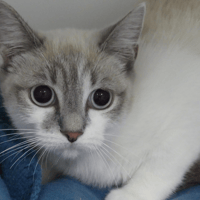 Vaiana, chatte à adopter
