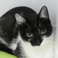 Sina, chatte à adopter