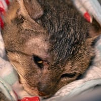 MAYO recherche FR, chat à adopter