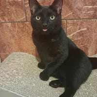 Dexter, pies do adopcji