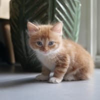 CASSONADE, chatte à adopter