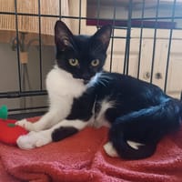 AZRAELLE, chatte à adopter