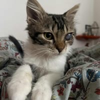 ATHENA, chatte à adopter