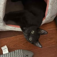 FLOW, chat à adopter