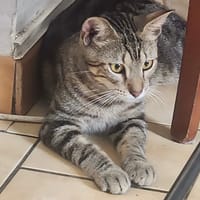 ACHILLE, chat à adopter