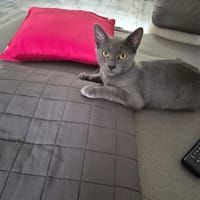 ADAM, chat à adopter
