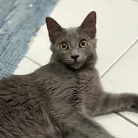 ATHENA de Martinique, chatte à adopter