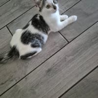 AXEL, chat à adopter