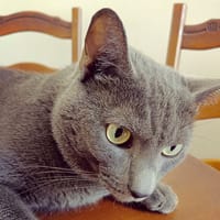 Yoko, chat à adopter