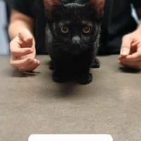Lucie, chatte à adopter