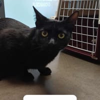 Erza, chatte à adopter