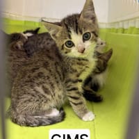 Gims, chat à adopter