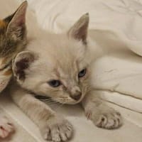 Oreo, chat à adopter
