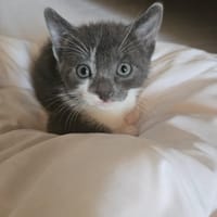 Myrtille, chatte à adopter
