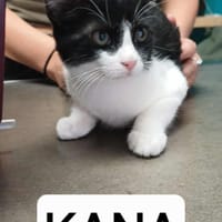 Kana, chatte à adopter