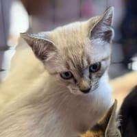 Praline, chatte à adopter