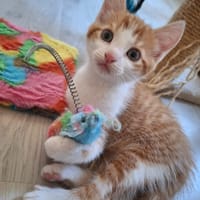 Moka, chat à adopter