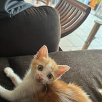 TEDDY, chat à adopter