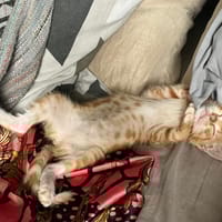 BIANCA, chatte à adopter