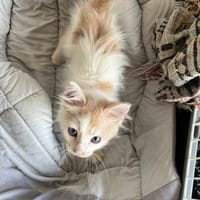WINNIE, chat à adopter