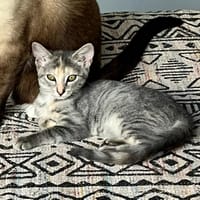 POPPY, chatte à adopter