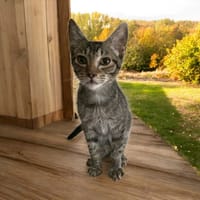 Ginny, chatte à adopter
