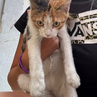 Rosa, chat à adopter