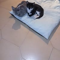 Rosy, chatte à adopter