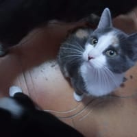 Lucy, chatte à adopter