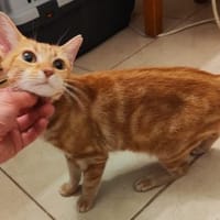 Silvi, chatte à adopter