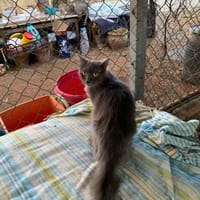Dante, chat à adopter