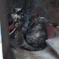 Sabrina, chatte à adopter