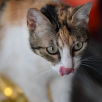 Laly, chatte à adopter