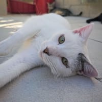 Mochi, chat à adopter
