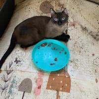 Lucien, chat à adopter
